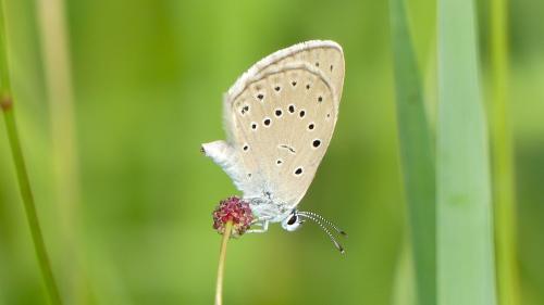 Phengaris teleius
